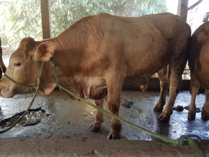 Tỉnh Vĩnh Long vừa mới phát hiện 9 con bò bị bệnh viêm da nổi cục tại 6 hộ nuôi. Ảnh: Minh Đảm.