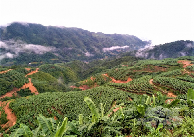 Khu trang trại trồng chuối của anh Lý Văn Cường ở trên núi Yên Định. Ảnh: Đào Thanh.