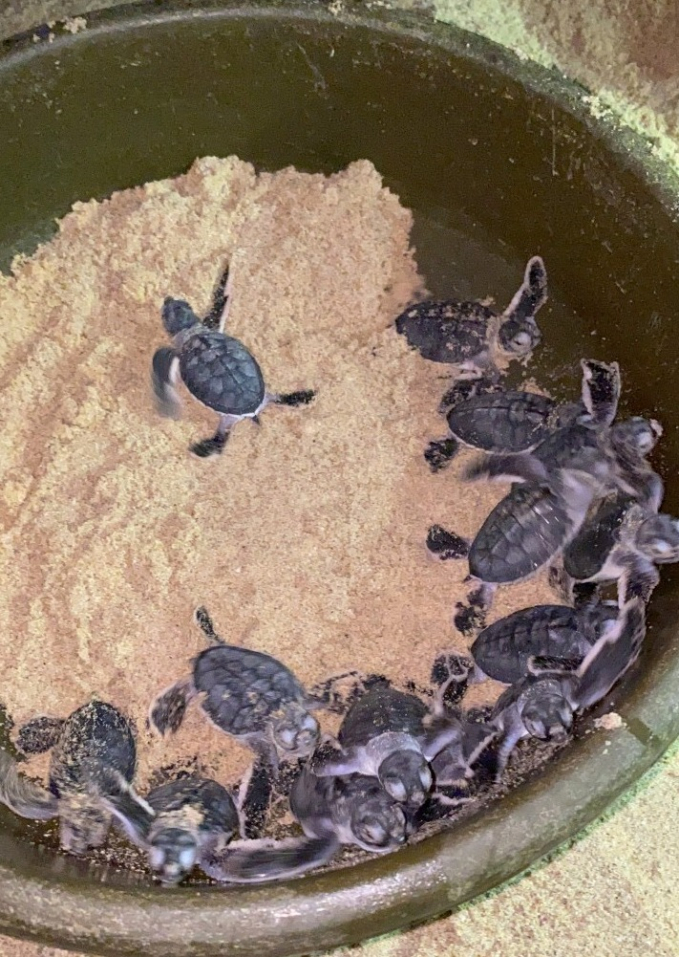 Khi được các 'bà đỡ' bất đắc dĩ ở xã Nhơn Hải (TP. Quy Nhơn, Bình Định) đỡ đẻ, tỷ lệ nở con của rùa rất cao. Ảnh: A.T