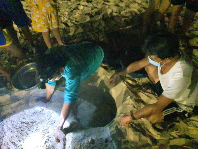 Ổ đẻ của rùa mẹ tại bờ biển xã Nhơn Hải (TP Quy Nhơn, Bình Định). Ảnh: A.T