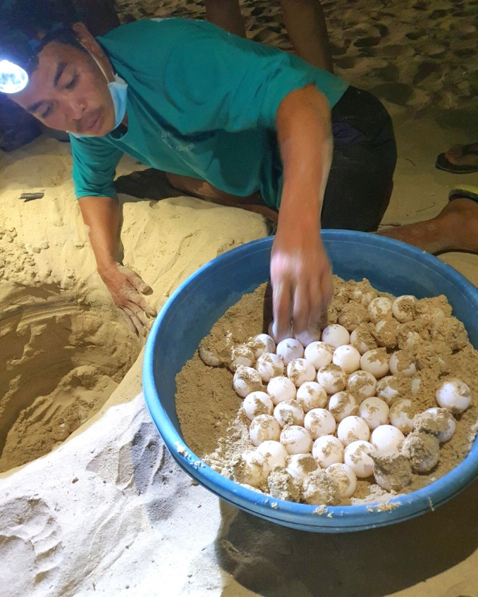 Anh Nguyễn Tôn Xuân Sáng, 'bà đỡ' mát tay đang di dời ổ trứng rùa về bãi đẻ mới cho an toàn. Ảnh: N.T