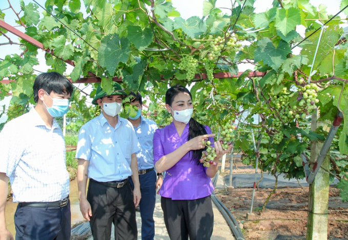 Mô hình trồng nho VietGAP ở Yên Lạc thu hoạch khoảng 3 tỷ đồng. Ảnh: Đinh Tùng.