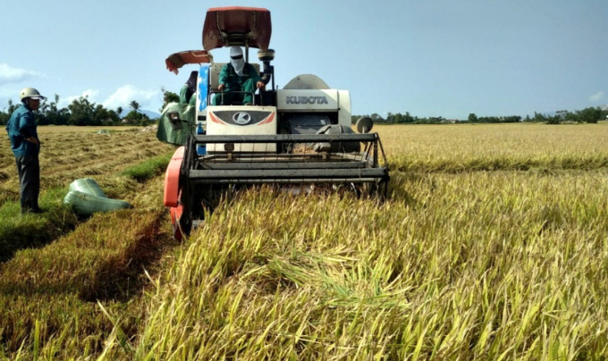 Ảnh hưởng của dịch bệnh Covid-19, sản xuất lúa 9 tháng đầu năm của Bình Thuận vẫn tăng hơn 17% so với cùng kỳ năm 2020. Ảnh: KS.
