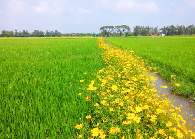 Mô hình Ruộng lúa bờ hoa ở Bà RịaVũng Tàu vì sao chết yểu   baotintucvn