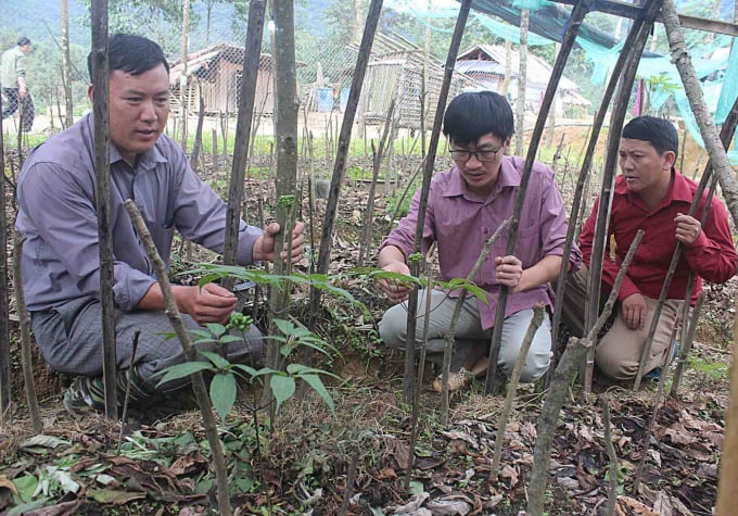 Lai Chau with precious ginseng species is believed to have great potential for development. Photo: Hoang Anh.