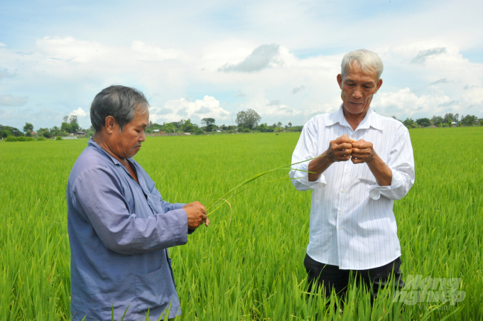 Nhờ sản xuất nông nghiệp có sự liên kết với doanh nghiệp nên góp phần tăng thu nhập cho nông dân. Ảnh: Lê Hoàng Vũ.