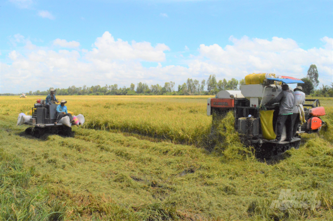 Hiện các tỉnh, thành ĐBSCL đang tập trung thu hoạch lúa thu đông 2021, giải phóng đồng ruộng để tạo điều kiện làm đất, nhằm xuống giống lúa đông xuân 2021-2022 sớm và đúng khung lịch thời vụ khuyến cáo. Ảnh: Trung Chánh.