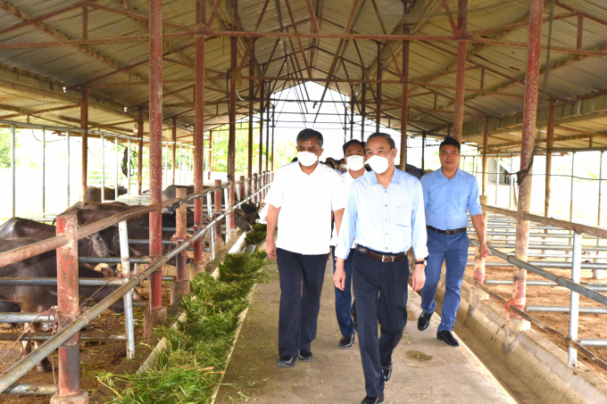 Thứ trưởng Phùng Đức Tiến thăm khu chọn tạo, sản xuất giống trâu, bò của Trung tâm Khuyến nông - Giống cây trồng vật nuôi Điện Biên. Ảnh: Minh Phúc.