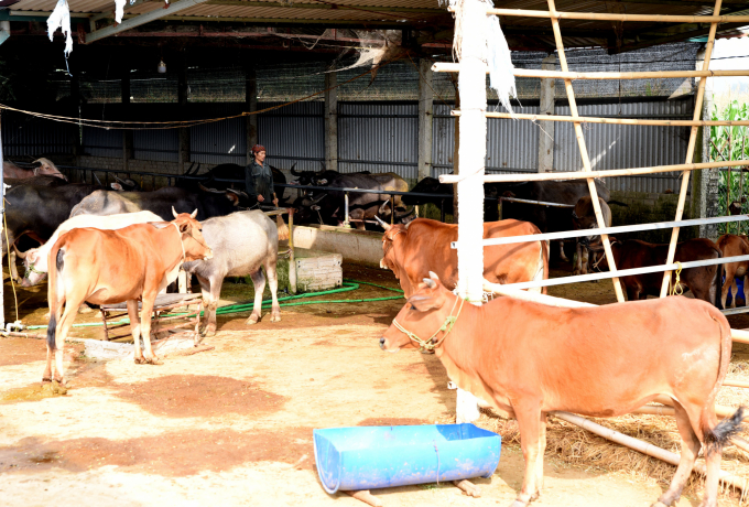Mô hình nuôi vỗ béo trâu bò mỗi năm xuất bán khoảng 100 con tại một hộ dân ở thôn 10, xã San Mứn, huyện Điện Biên. Ảnh: Minh Phúc.