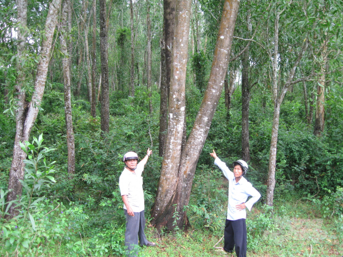 Forest planting units need support policies to turn large forests into large-timber forests. Photo: Vu Dinh Thung.