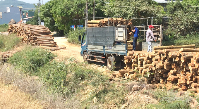 Large-sized timber from plantations is transported to wood processing companies as raw materials. Photo: Vu Dinh Thung.