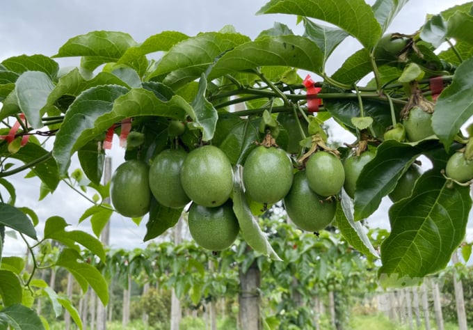 Chanh dây trồng khoảng 4,5 - 5 tháng sẽ cho thu hoạch, đạt năng suất từ 100 - 120kg trái/cây. Ảnh: Ngọc Trinh.
