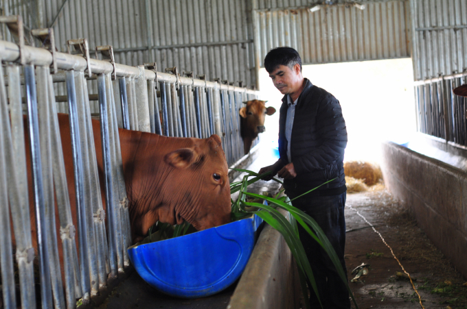 Mỗi năm, gia đình ông Nguyễn Quốc Thắng xuất bán ra thị trường từ 10 - 12 bò thịt chuẩn hữu cơ. Ảnh: M.H.