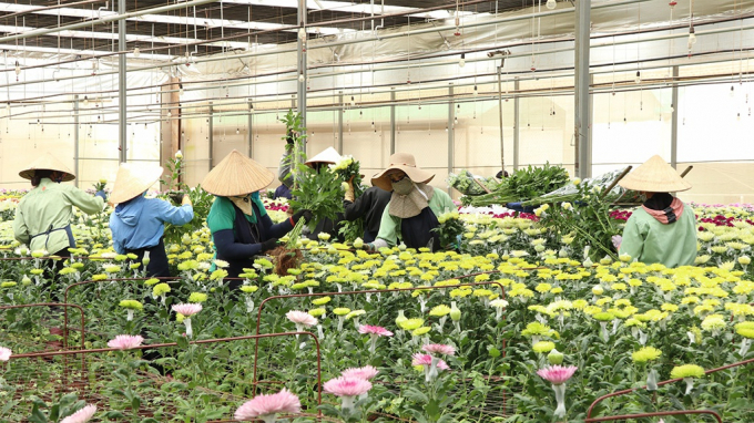 Úc yêu cầu hoa cúc, cẩm chướng nhập khẩu phải được xử lý Glyphosate. Ảnh: Lâm Viên.