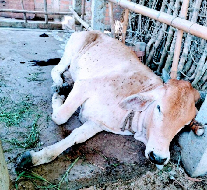 Trong đợt dịch vừa qua, Bình Định có 3.374 con bò bị chết phải xử lý tiêu hủy do mắc bệnh VDNC. Ảnh: Vũ Đình Thung.