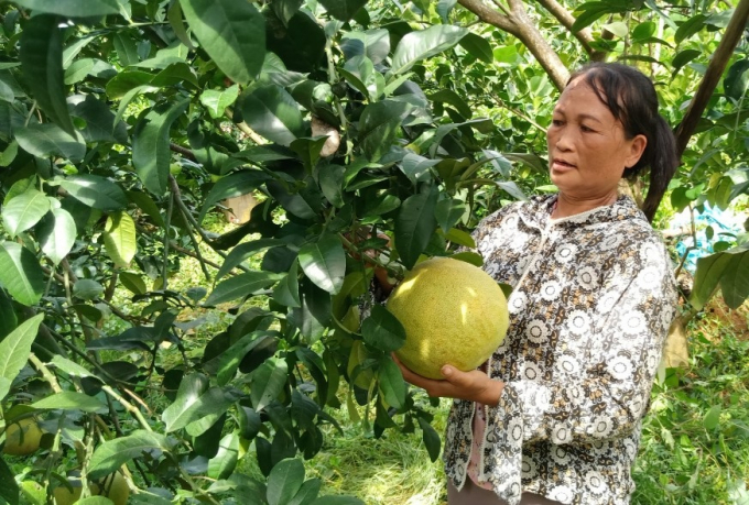 Nhờ áp dụng KH-KT, đã thay đổi nếp nghĩ, cách làm, nhất là phát triển cây ăn quả mang lại thu nhập cao cho người dân vùng cao huyện Bảo Thắng (Lào Cai). Ảnh: Đăng Hải.