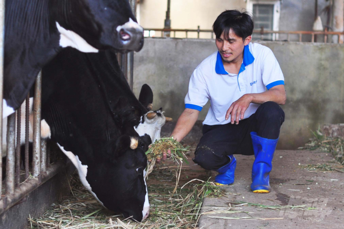 Lâm Đồng tập trung phát triển chăn nuôi cuối năm, trong đó đàn bò sữa dự kiến đạt 24.931 con vào cuối năm. Ảnh: Minh Hậu.