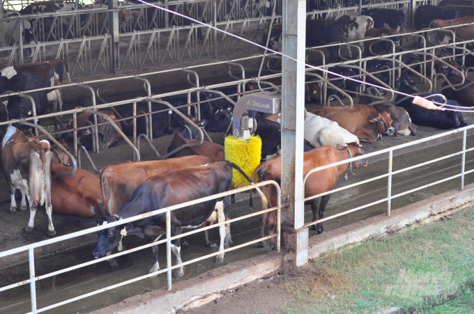 Tỉnh Lâm Đồng tăng cường các biện pháp phòng ngừa dịch bệnh, đẩy mạnh chăn nuôi những tháng cuối năm. Ảnh: Minh Hậu.