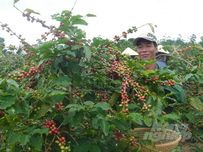 Đắk Lắk đã có những phương án nhằm giải quyết khó khăn về lao động cho thu hoạch cà phê. Ảnh: TL.