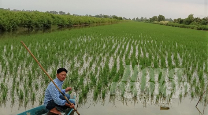 Ông Út Giới kiểm tra ruộng lúa trên nền đất nuôi tôm, lúa đang phát triển tốt, hy vọng có vụ mùa hiệu quả. Ảnh: Trung Chánh.