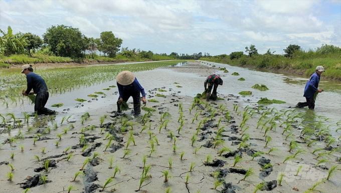 Nông dân các huyện ven biển tỉnh Kiên Giang đang tập trung gieo cấy vụ lúa trên nền đất nuôi tôm, năm nay thời tiết thuận lợi. Ảnh: Trung Chánh.
