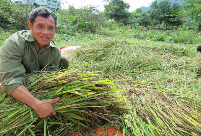 Ông Hồ Hiền, Trưởng bản Khe Giữa: 'Lúa đắt lắm, giá lại cao nên bà con mừng lắm'. Ảnh: N.T.