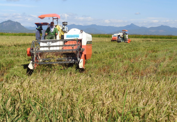 Sản xuất lúa theo chuẩn VietGAP ở HTX Thống Nhất cho nông dân có thu nhập cao hơn. Ảnh: Tâm Phùng.