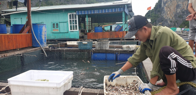 Gần 15.000 lồng bè nuôi trồng thủy sản trên địa bàn tỉnh Quảng Ninh an toàn trước cơn bão số 7. Ảnh: Tiến Thành.