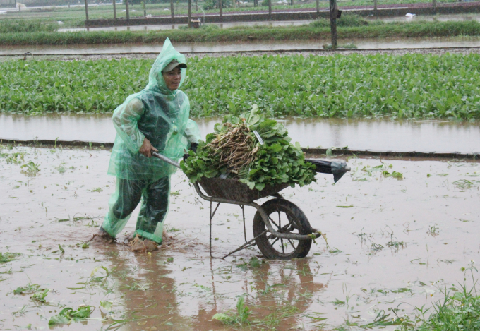 Tại thôn Tiền Lệ, xã Tiền Yên (Hoài Đức, Hà Nội), người dân khẩn trương thu hoạch vớt vát rau để 'chạy lụt'. Ảnh: Trung Quân.