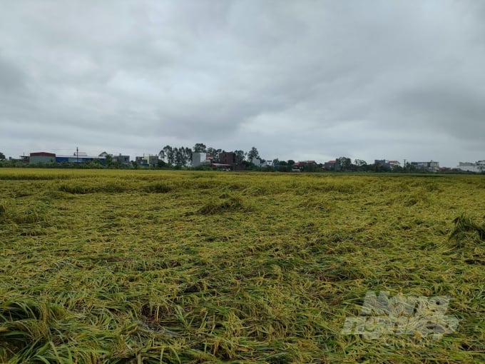 Những cánh đồng lúa vụ mùa lúa đã sắp tới kỳ thu hoạch tại huyện kiến Thụy (Hải Phòng) bị đổ rạp do mưa, gió lớn. Ảnh: Đinh Mười.