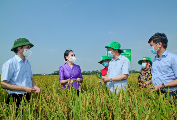 Mô hình trồng lúa hữu cơ của Tập đoàn Quế Lâm ở Vĩnh Phúc. Ảnh: Hoàng Anh.