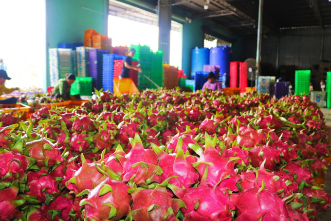 Binh Thuan Department of Agriculture and Rural Development directs specialized agencies to tighten management of codes for dragon fruit planting areas and packaging facilities. Photo:  KS.