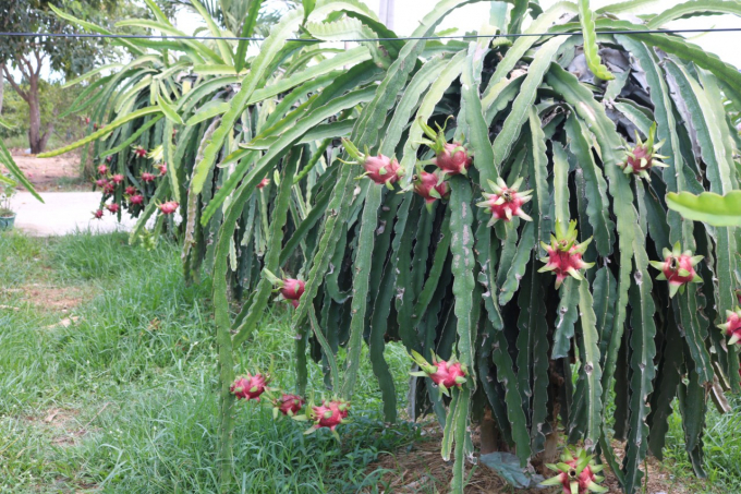The Plant Protection Department has issued 78 codes for dragon fruit growing areas and 268 codes for packers in Binh Thuan province. Photo: KS.