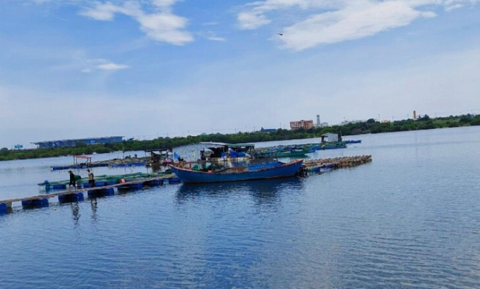 Những ngày gần đây, vùng nuôi cá bớp ở phường Cam Nghĩa, TP Cam Ranh có hiện tượng chết. Ảnh: KS.