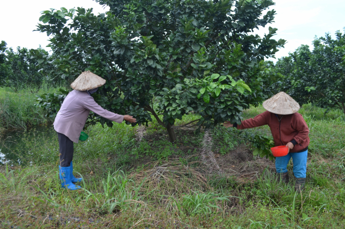 Sử dụng chế phẩm sinh học NEMA kết hợp bón phân cho vườn bưởi tại HTX Bưởi da xanh GlobalGAP Bù Đốp. Ảnh: Trần Trung.