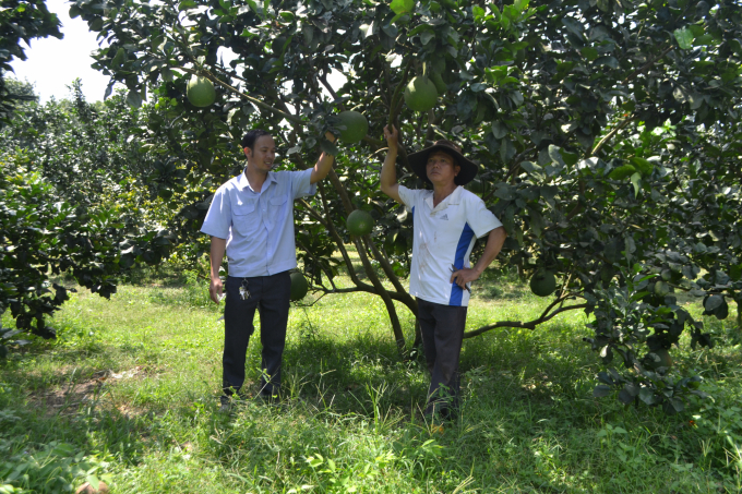 Bình Phước đang tập trung các chính sách phát triển cây ăn quả theo hướng hữu cơ, bền vững. Ảnh: Trần Trung.