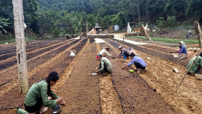 Anh Quỳnh trực tiếp sử dụng hàng chục lao động và giúp cho hàng trăm người dân địa phương có điều kiện phát triển kinh tế rừng. Ảnh: QD.