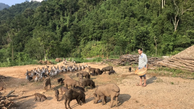 Trang trại lợn rừng của anh Chu Quang Phúc tại xã Đồng Thắng, huyện Chợ Đồn, Bắc Kạn. Ảnh: LB.