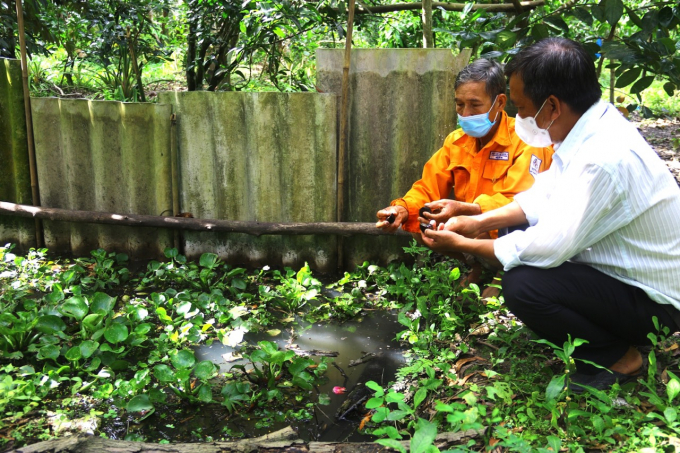 Mô hình nuôi ốc bươu đen trong vườn cây ăn trái đang tạo ra làng gió mới cho người dân Thạnh Xuân khi có sản phẩm từ ốc chuẩn bị ra mắt hội đồng OCOP cấp tỉnh. Ảnh: Tuấn Phát.