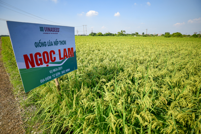 Giống nếp thơm Ngọc Lam được nông dân thị xã Từ Sơn (Bắc Ninh) đánh giá cao. Ảnh: Tùng Đinh.