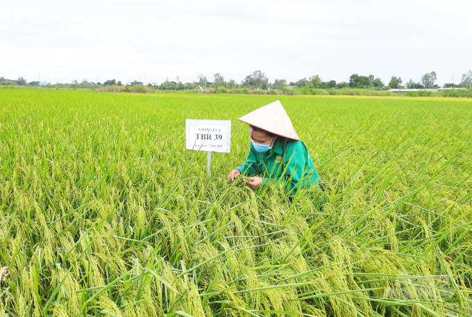Doseco is one of Mekong Delta’s pioneers in the seed industry that focuses on developing a selection strategy for new high-adaptability rice varieties, ensuring the quality meets export standards. Photo: Ngoc Trinh.