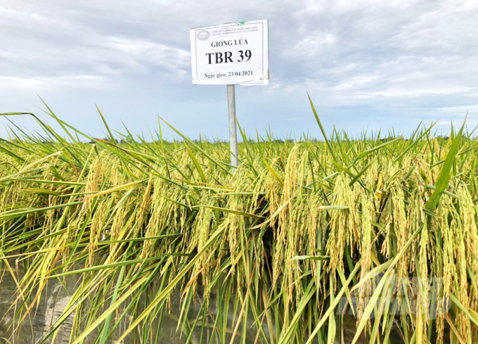 The variety TBR39 test-planted in the Mekong Delta and the Southeast region will soon complete additional documents to receive official recognition from the Ministry of Agriculture and Rural Development. Photo: Ngoc Trinh.