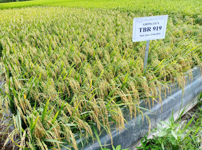 TBR919 has a growth period of 85 - 90 days, capable of replacing the low-grade rice segment IR50404. Photo: Ngoc Trinh.