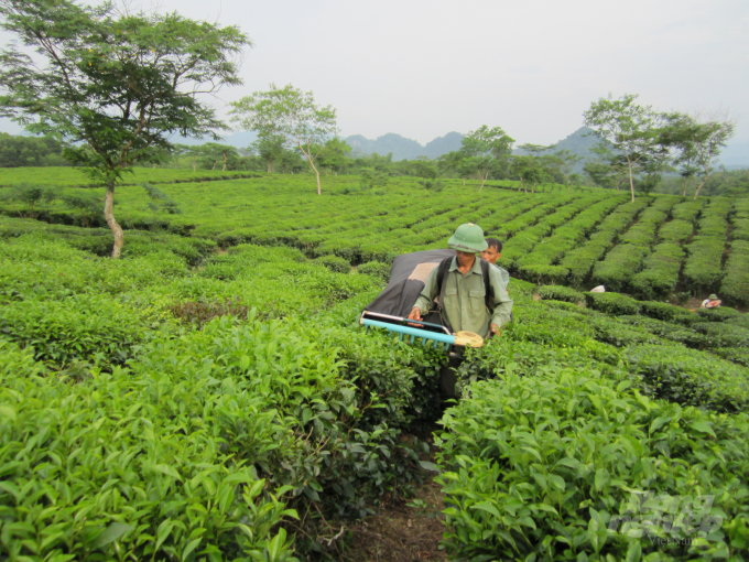 Cây chè là một trong những cây trồng mang lại nguồn thu chính của người dân vùng chiến khu Tân Trào. Ảnh: ĐT.