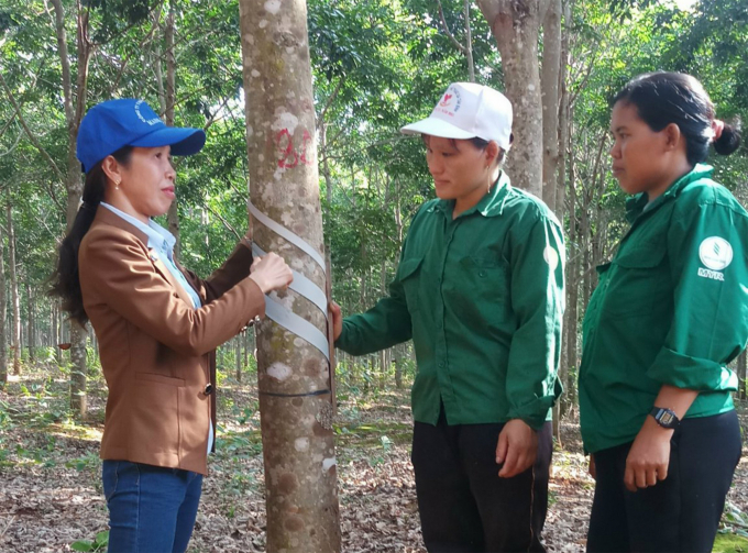 Công ty luôn hướng dẫn, tập huấn cho người lao động để cao đúng kỹ thuật, để cây cho năng suất cao.