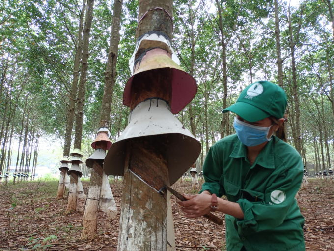 Nhờ có thu nhập ổn định, công nhân Công ty Cao su Mang Yang nỗ lực khai thác mủ để đạt năng suất cao nhất.