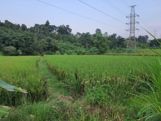 Cánh đồng lúa ở huyện Bảo Thắng được đảm bảo nguồn tưới không ô nhiễm. Ảnh: H.Đ