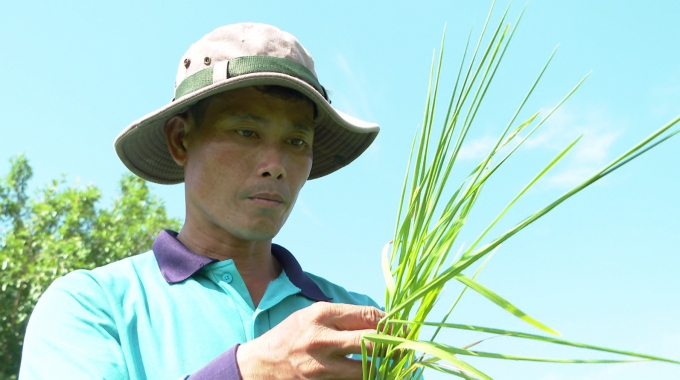 Farmer Do Hoa Hiep reduced fertilizer by 50% but his profit did not decrease. Photo:  Minh Dam.