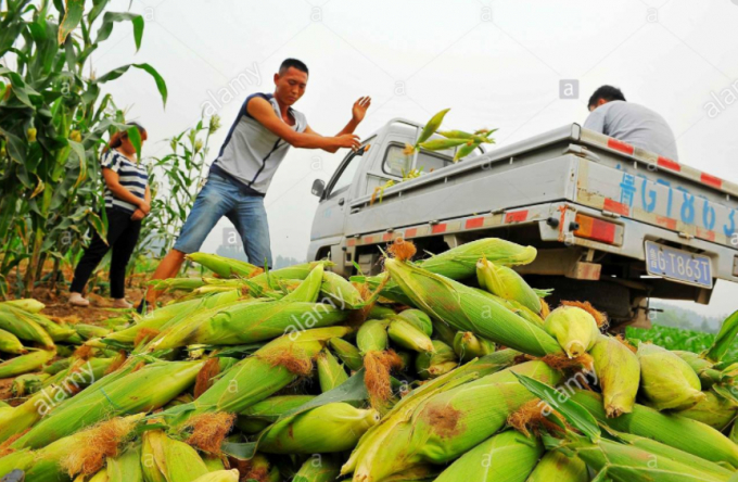 Sơn Đông là tỉnh mỗi năm sản xuất trên 3 triệu ha ngô. Ảnh: China.org