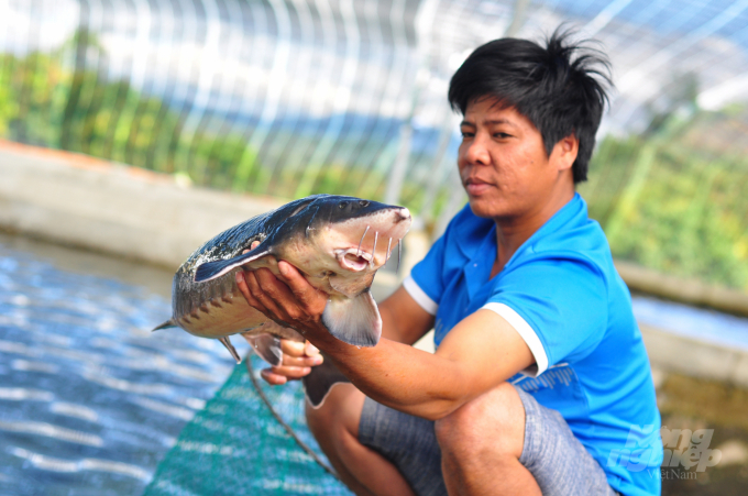 Người nuôi cá tầm ở huyện Đam Rông đang phải thực hiện các biện pháp duy trì chăn nuôi, chờ thị trường ổn định trở lại. Ảnh: Minh Hậu.